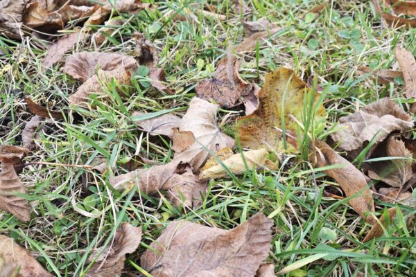 Can You Compost Leaves, or Should You Bag Them for Pickup?