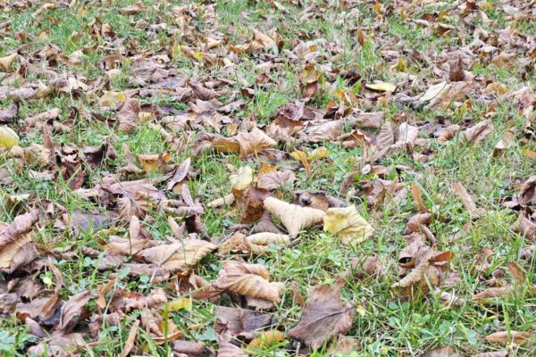 Should You Compost Leaves or Leave Them Be?