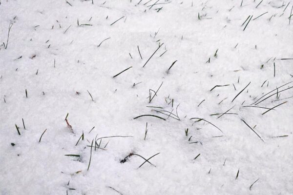 7 Common Lawn Care Mistakes to Avoid in Winter