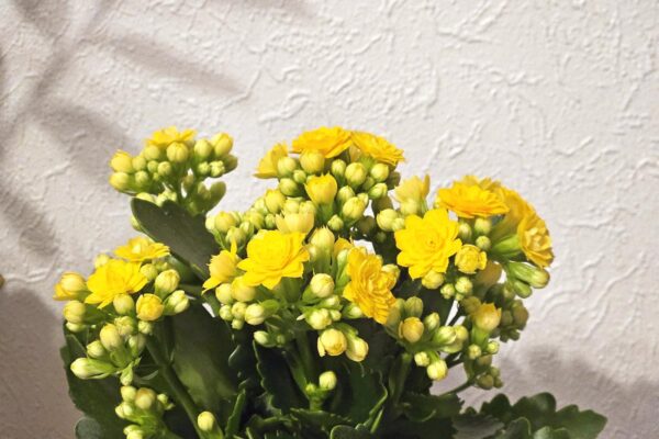 How to Pick the Perfect Kalanchoe at the Store?